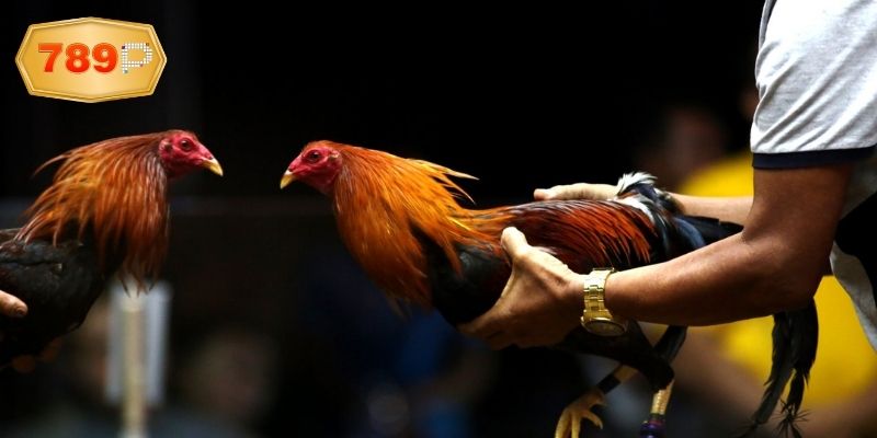 Chất lượng phát sóng đá gà sv388 hôm nay
