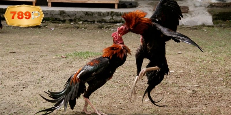 Chiêm ngưỡng các giải đấu tầm quốc tế