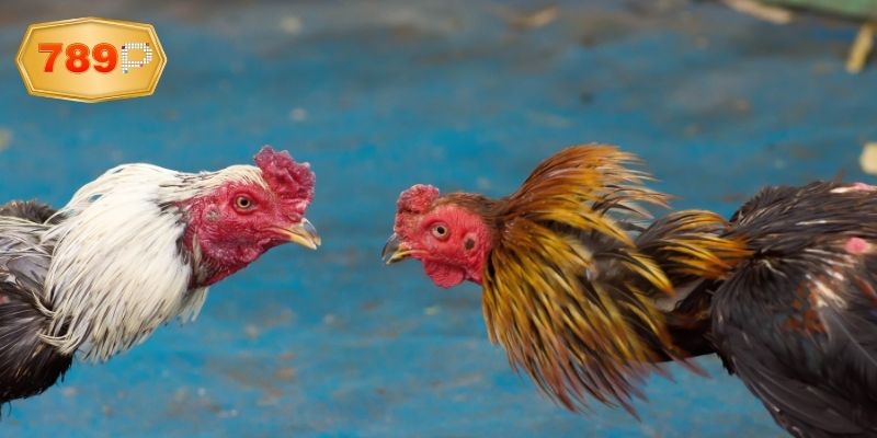 Quan sát trực tiếp bảng tỷ lệ cược