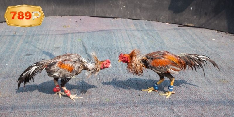 Sức hấp dẫn của đá gà cựa sắt thomo